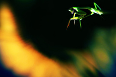 カマキリの棲み家-2