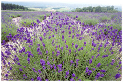 富良野　富田ファーム５