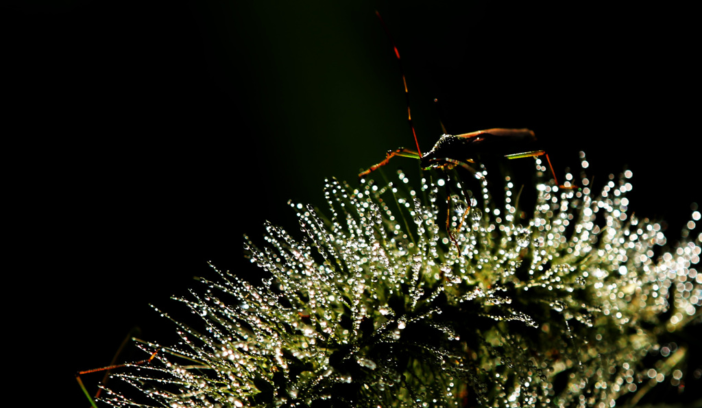 散歩でショット･･･朝からキラキラ