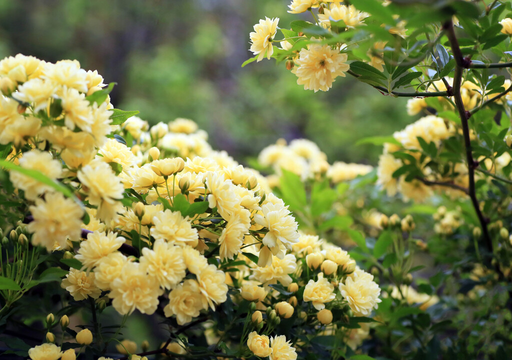 散歩でショット･･･もっこうばら