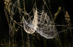 散歩でショット・・・今年初めて見た蜘蛛の巣