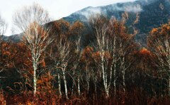 紅葉する白樺