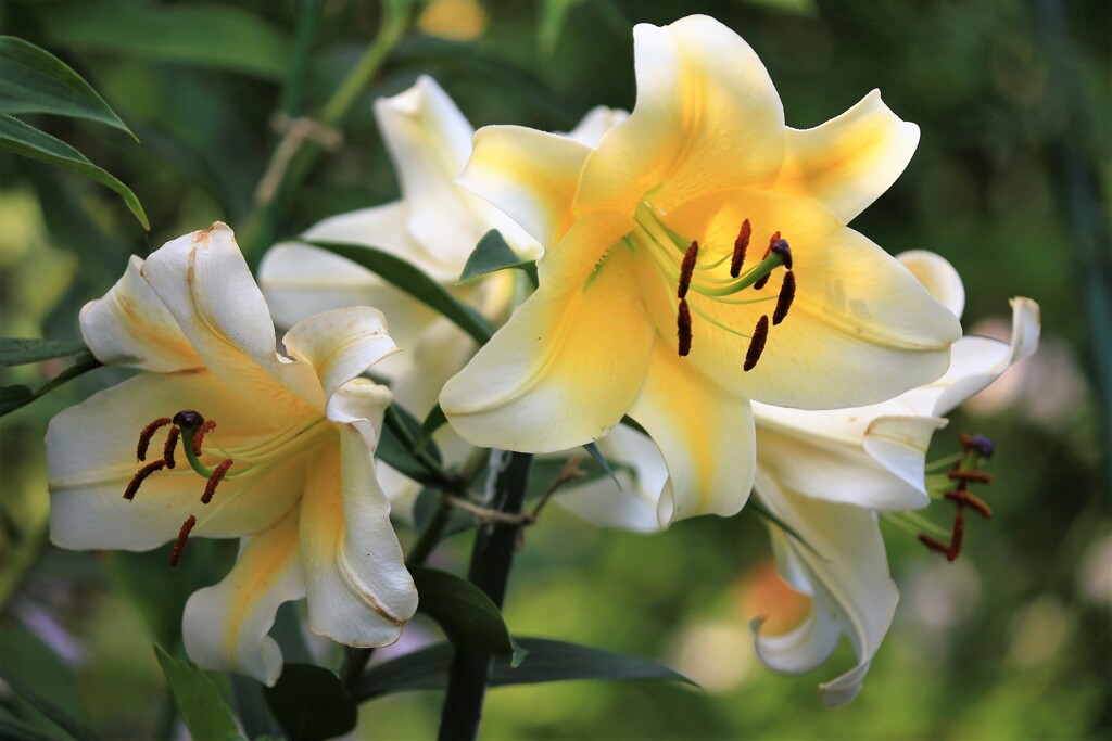 百合の花