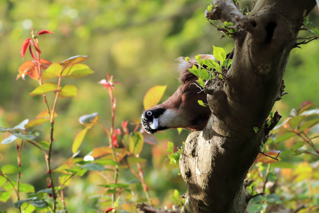 首を長くしてる