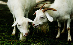 あのね・・・なあに？