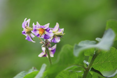 ジャガイモの花