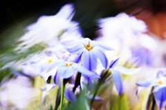 豪華に･･･ハナニラの花