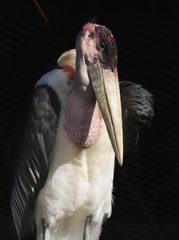 あれから40年、あんなにふさふさしていた髪はどこ？