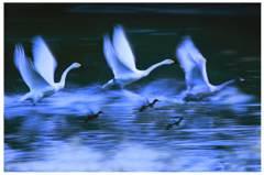 外房よいとこ･･･白鳥７