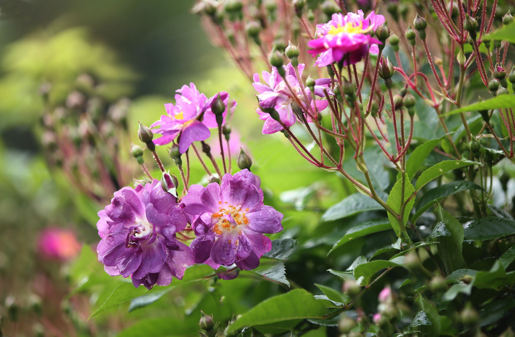 ファイルフェンブラウ