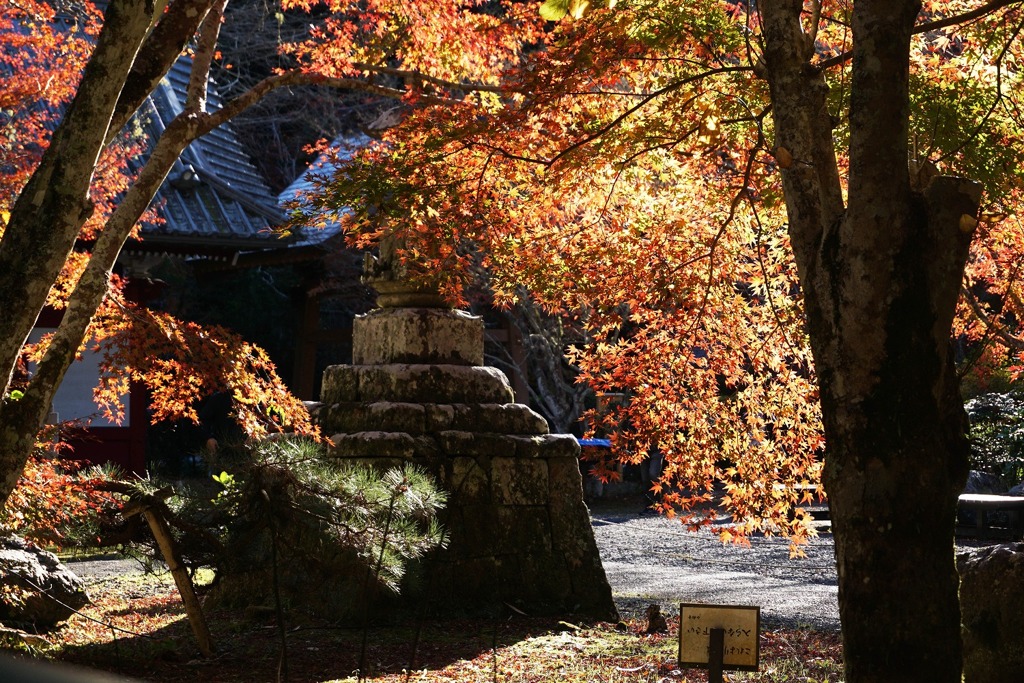 外房よいとこ･･･小松寺２