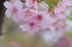 余韻･･･花の終わるころ