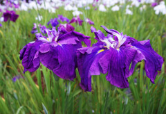 装いは平安貴族