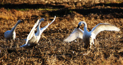 私の子に手を出さないでください-1