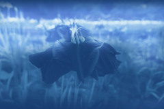 青イ花　咲イテマス