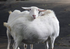 動物園寸写・・・やぎ