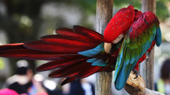 新庄監督を真似てみた