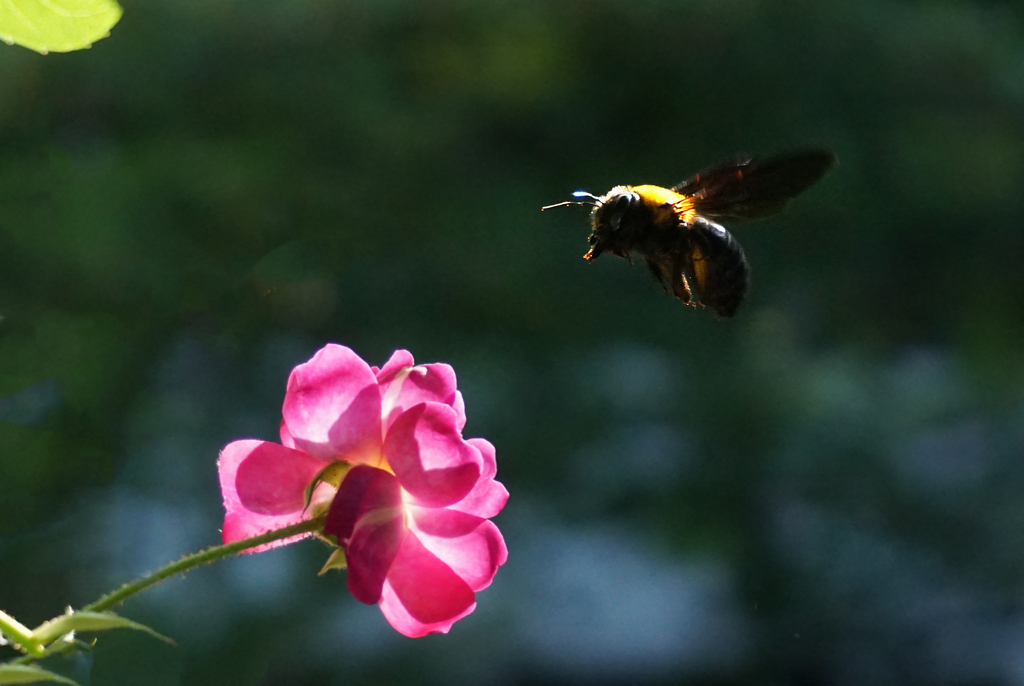 蜂が飛ぶ