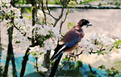 花飾り
