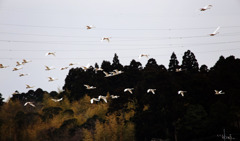 1 朝日を浴びて･･･やってきました、田んぼのえさ場