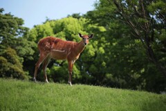 草原気分･･･千葉市動物公園にて