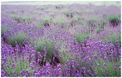 富良野　富田ファーム３