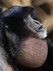 のど痛い･･･オミクロンかも知れない
