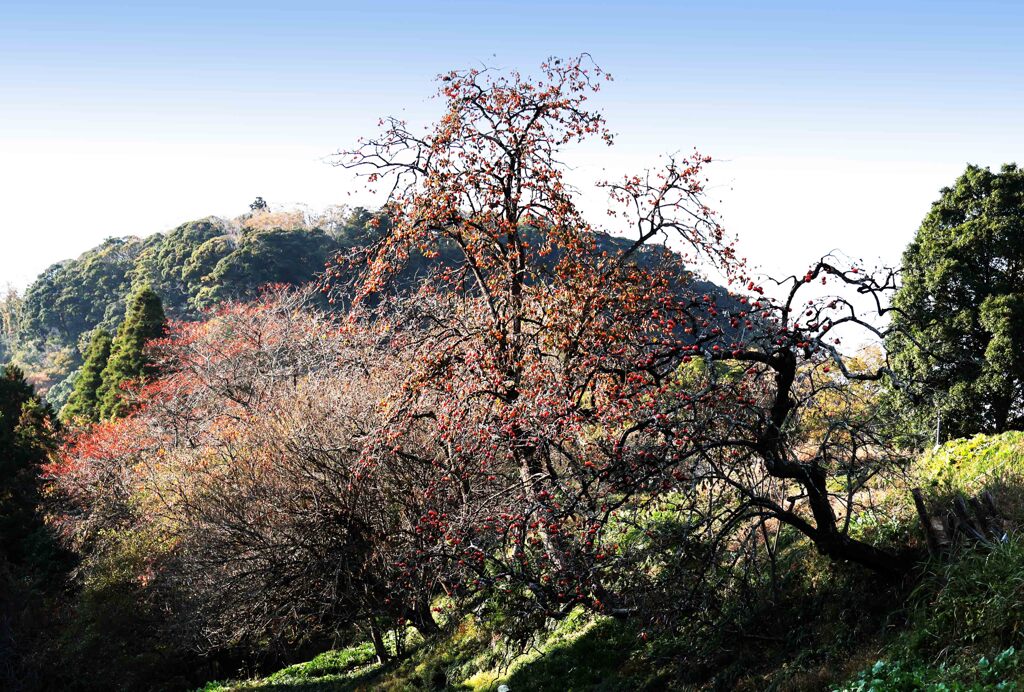 里山の柿...外房は田淵