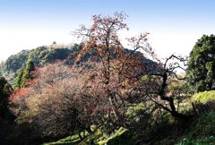 里山の柿...外房は田淵
