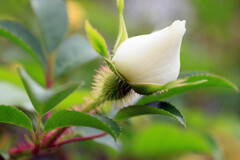 散歩でショット･･･シュークリーム（ナニワイバラの蕾み）