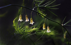 アスパラガスの花