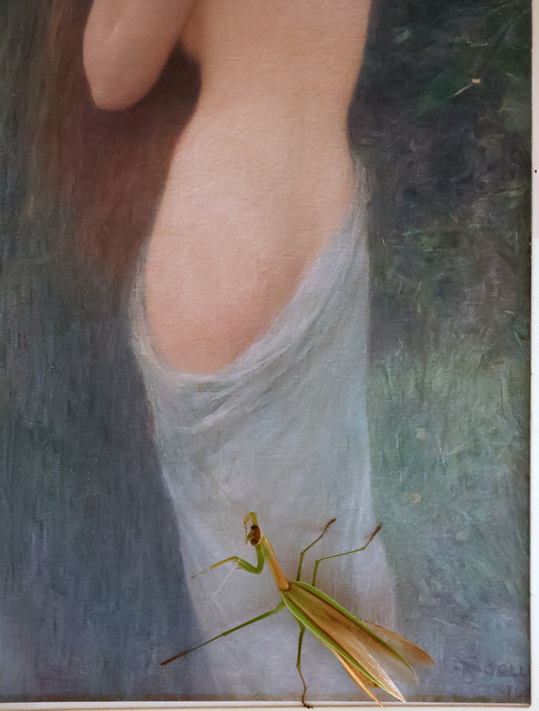 カマキリ１