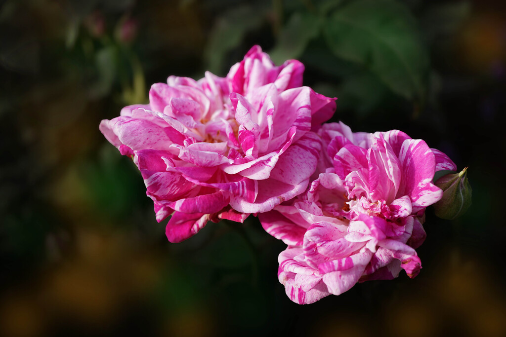 バリエガーター・ディ・ボローニャ