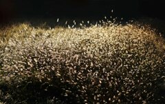 ネコジャラシ満開