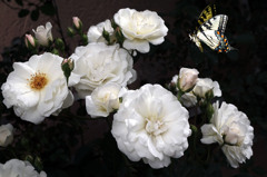 白い花１（バラ･･･プロスベリティ）