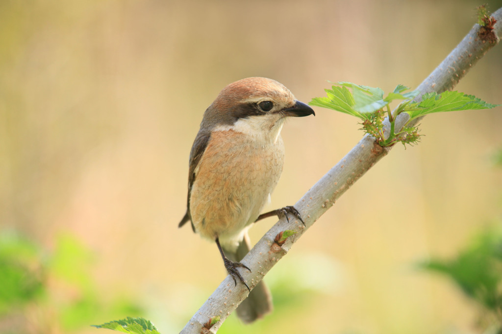 母の気配･･･子育て中のようだ