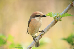 母の気配･･･子育て中のようだ