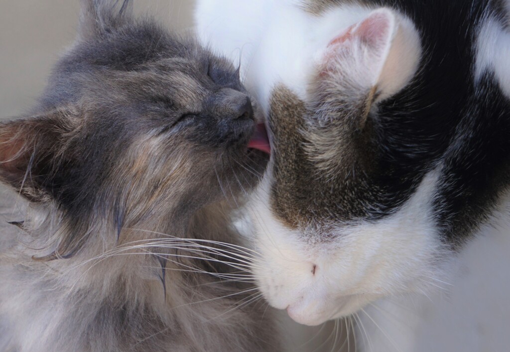 猫１