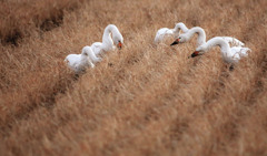 外房よいとこ･･･田んぼに白鳥２