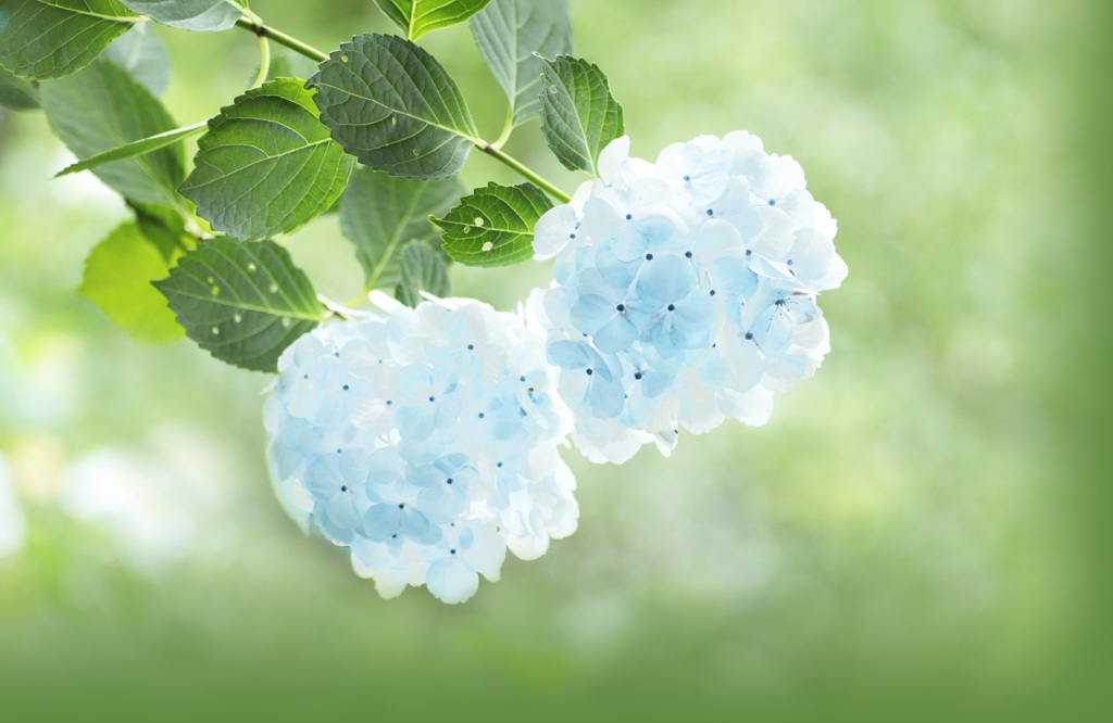 頬紅は淡くコバルトブルーで