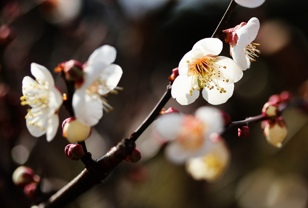 梅の花