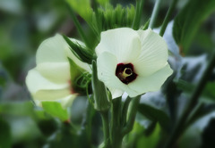 オクラの花