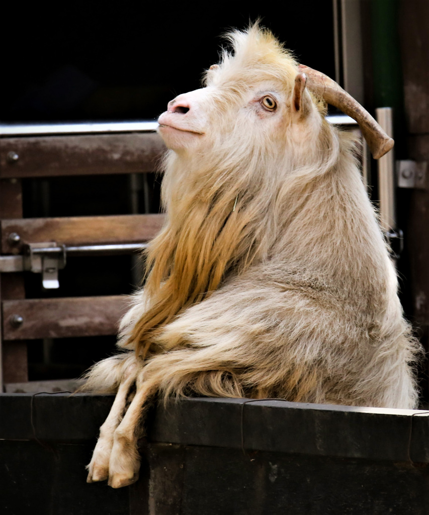 貌（かお）17･･･お行儀のよい羊君