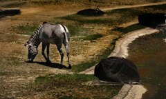 動物園寸写・・・荒野のシマウマ