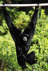 おイタをしたんで、懸垂のバツを受けた