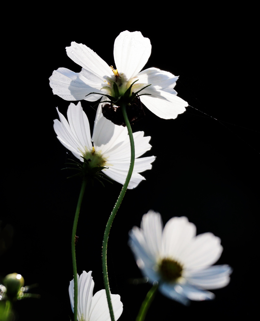 白いコスモス