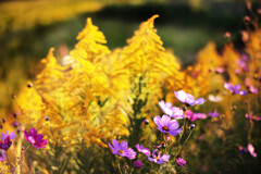 黄金色の花