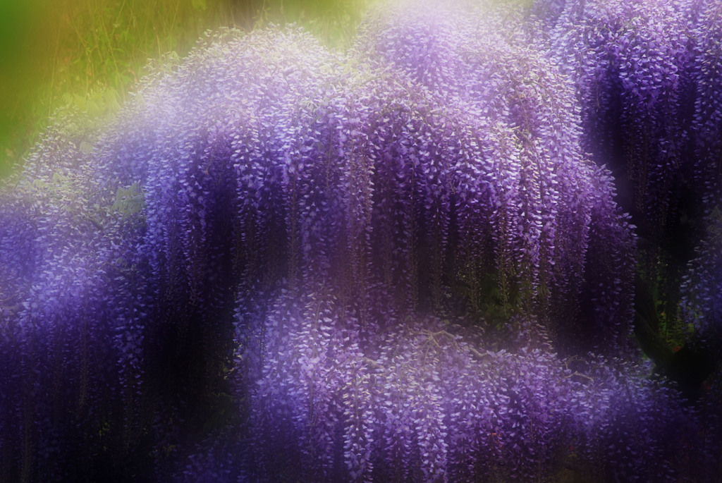 波･･･足利フラワーパークにて