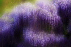 波･･･足利フラワーパークにて