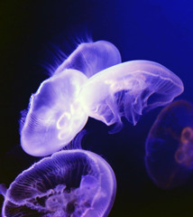 鴨川シーワールドにて